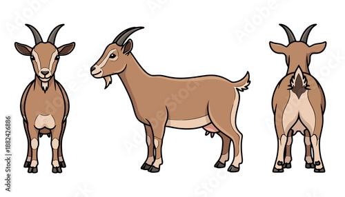 Vector illustration of a brown goat shown from front, side, and back views.