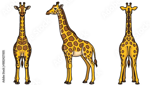 Vector illustration of a giraffe shown in front, side, and back views.