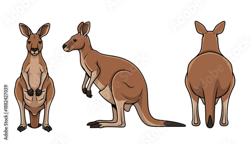 Cartoon Illustration of a Kangaroo in Front Side and Back Views.