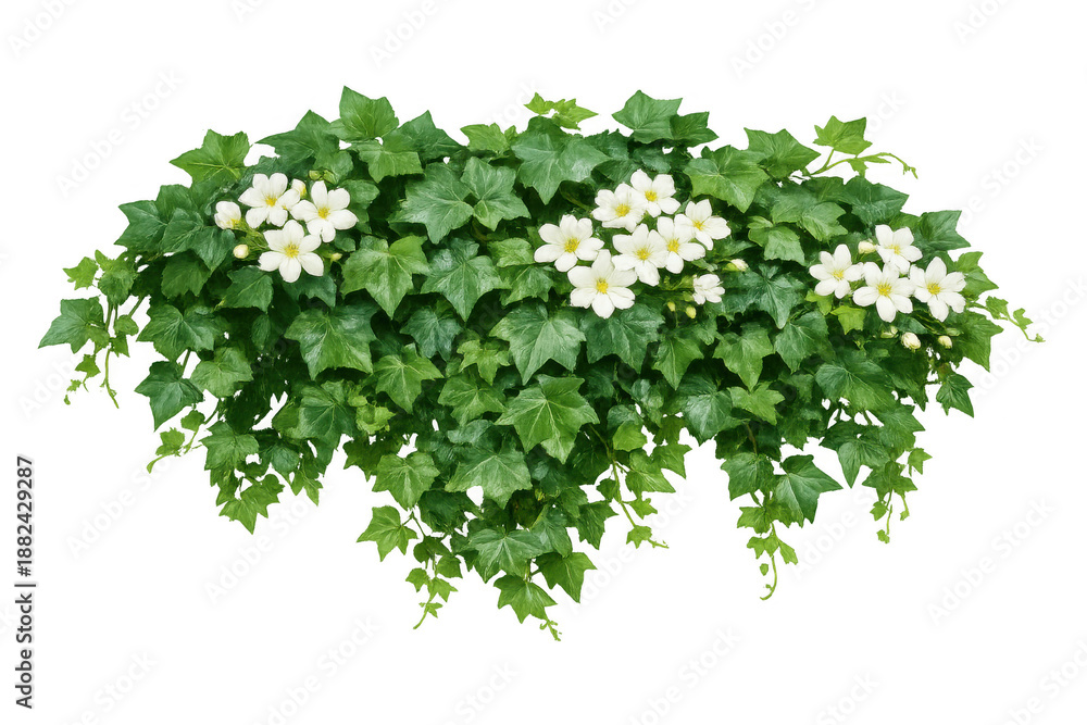 Fototapeta premium Ivy plant growing with green leaves and white flowers on transparent background, garden climbing vine foliage