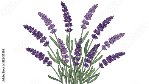 Lavender Illustration: Purple Flowers and Green Leaves on White Background