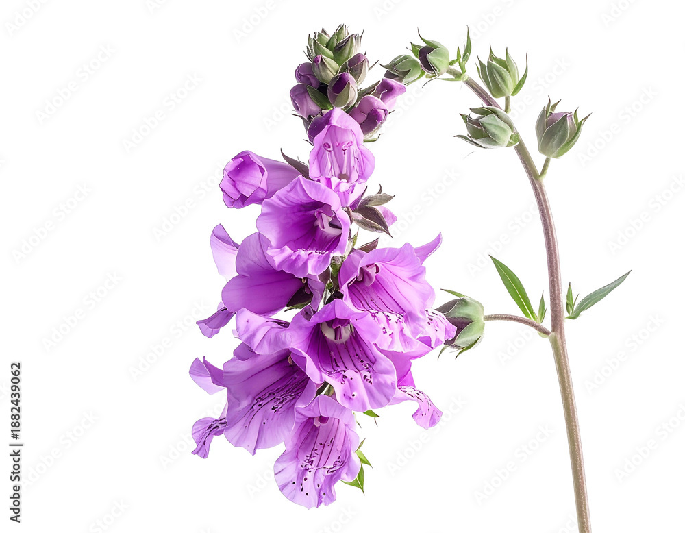 Fototapeta premium Purple flower stem against transparent background for design projects