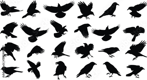 Black crow and raven silhouettes collection in flying sitting and perching poses isolated on white background for spooky vector design.