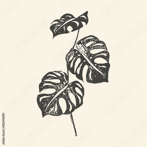 Monstera leaf illustration in grunge black and white style on a neutral beige background. Minimalist botanical art for decor and design.