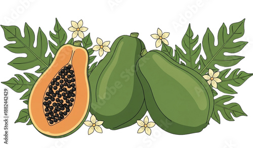 Papaya fruit and foliage vector illustration for food packaging design