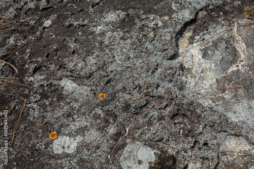 Rough Dark Granite Rock Texture With Orange Lichen And Pine Needles