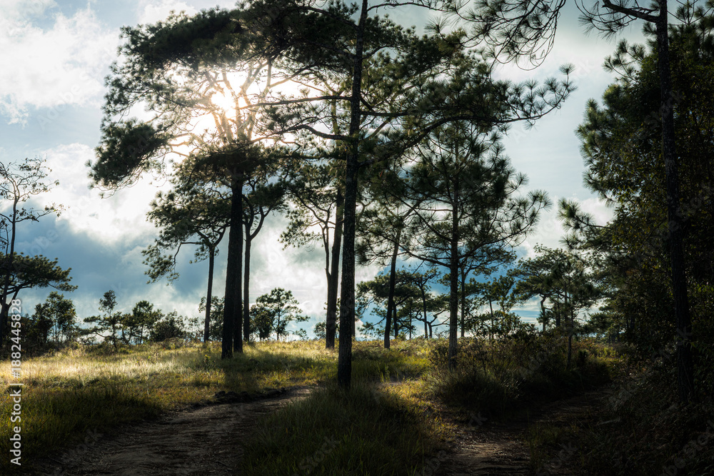 Fototapeta premium Sunlight Bursting Through Dark Forest Pine Silhouettes