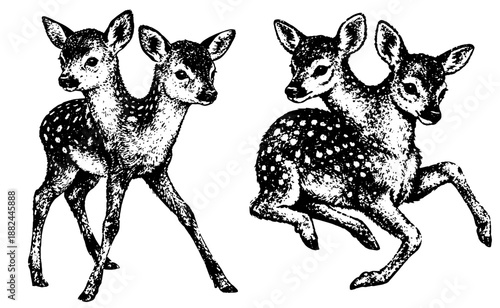 Two Fawns Illustration, Black and White Wildlife Art