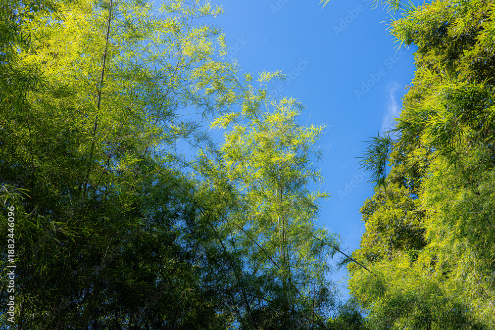 Fototapeta premium Green Bamboo Forest Treetops Sky Low Angle View