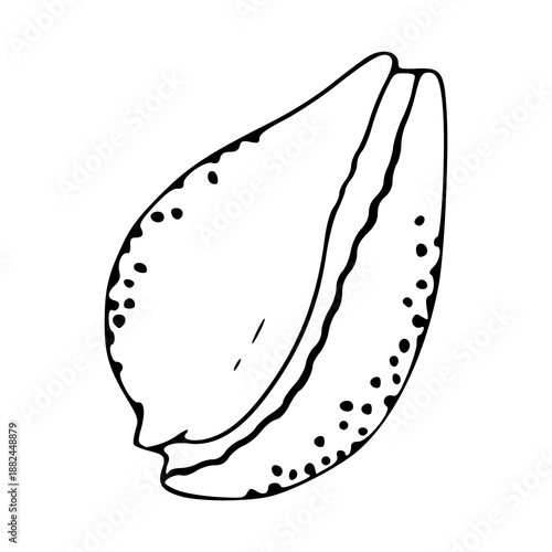 marine life seashell drawing isolated on white background