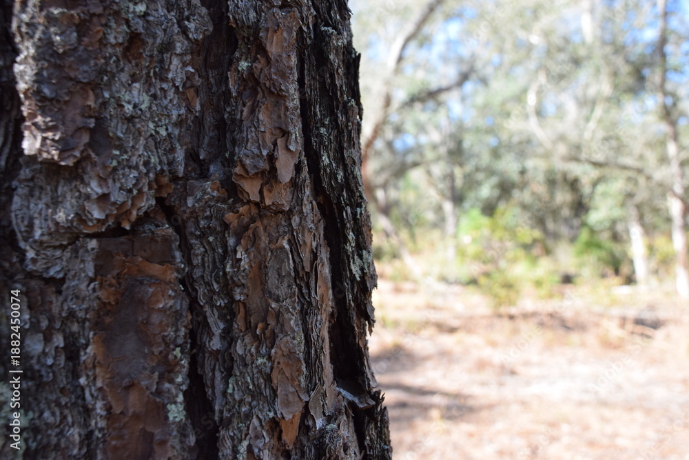 Obraz premium Close-up of tree bark