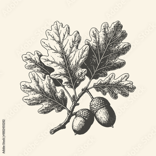Vintage black and white illustration of oak leaves and acorns on a branch, a classic botanical drawing with a natural and organic feel.