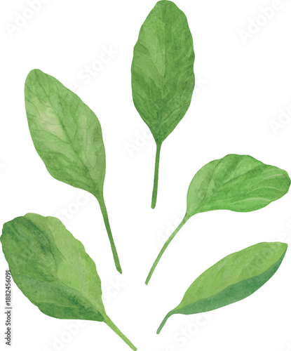 Vector watercolor illustration of spinach leaves for healthy cooking