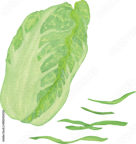Vector illustration set of napa cabbage: whole, chinese cabbage, shredded leaves, and sliced salad greens
