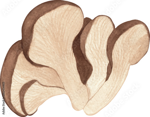 Vector illustration set of mushrooms: shiitake, honey mushrooms, and forest mushrooms