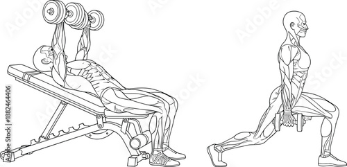 Anatomical workout illustration showing muscle activation during dumbbell bench press and lunge exercises, fitness training anatomy vector artwork for stock use
