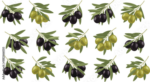 Collection of olive branches with green and black olives, natural botanical illustration for food, agriculture, Mediterranean cuisine and organic product design