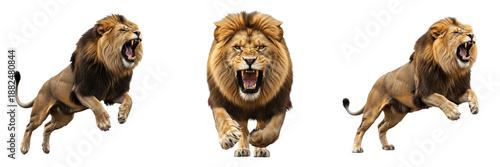 Фотография Set of powerful male lions roaring and jumping in aggressive poses isolated on