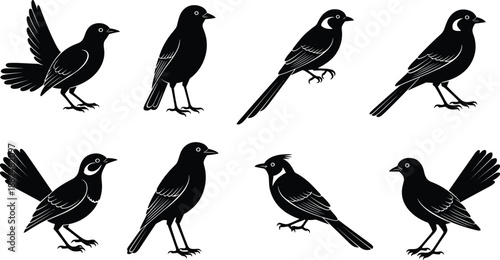 Black magpie and songbird silhouettes collection in various perching and standing poses isolated on white background for nature vector design.