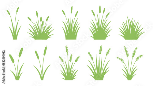 Fresh green grass and herbal rosemary branches with spring leaves isolated on a white background for a natural garden flora illustration