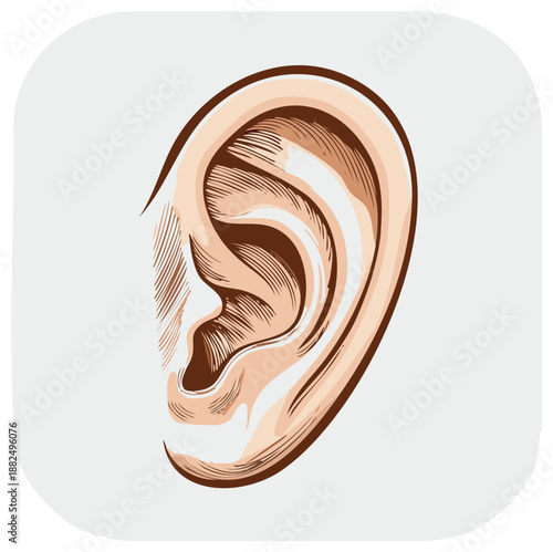 Human ear anatomy illustration auditory organ hearing biology medicine