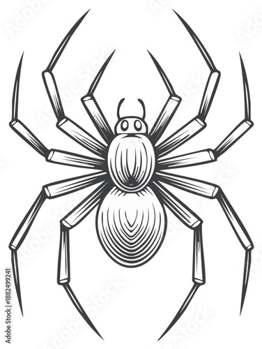Detailed line art spider with eight legs, arachnid illustration