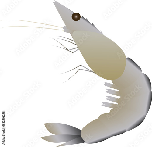 A colorful shrimp illustration representing fresh seafood and marine life, perfect for culinary and food-related designs.