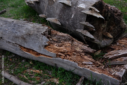 Wallpaper Mural spring forest landscape, fresh green leaves on trees, spring in deciduous forest Torontodigital.ca
