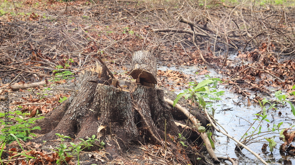 Obraz premium The mahogany tree trunk on the ground near the swamp is the result of felling for the construction of a building.