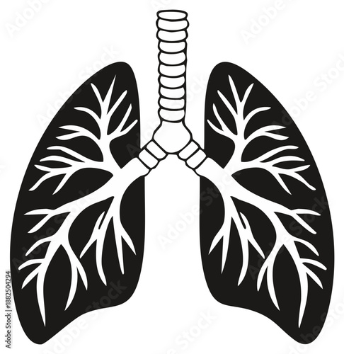 Human lungs and trachea vector illustration, stylized lungs anatomy drawing for medical publications