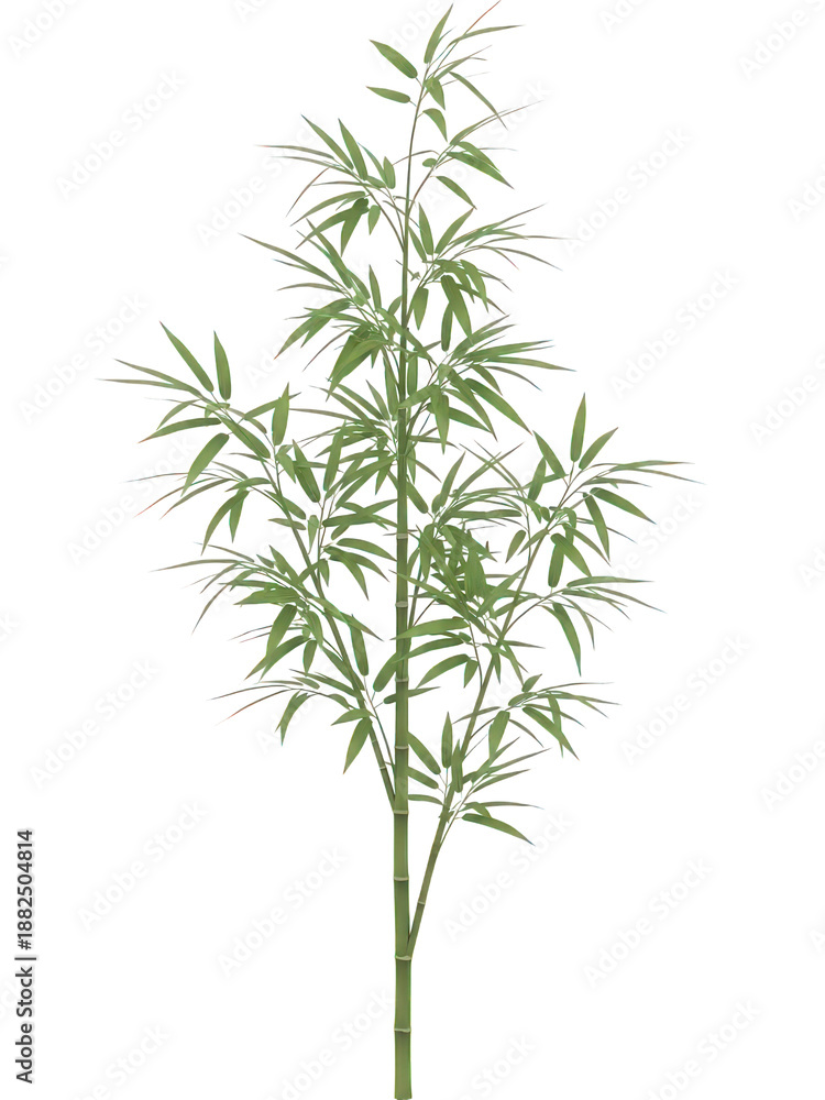 Fototapeta premium Bamboo plant isolated on transparent background