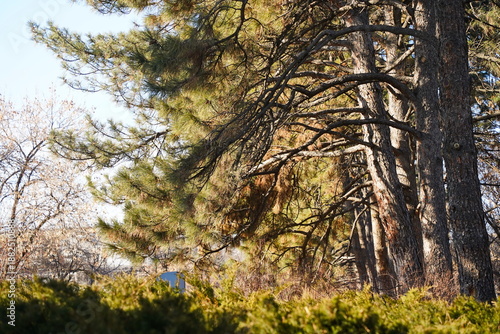 A tall pine tree with large branches. The Botanical Garden.