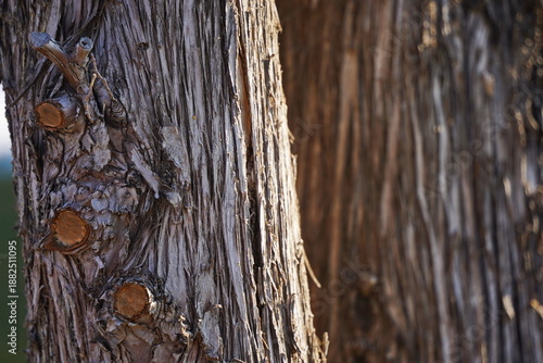 Textured tree bark. The Botanical Garden