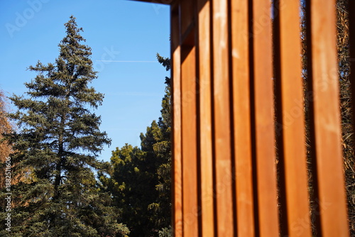 A tall pine tree with large branches. The Botanical Garden.