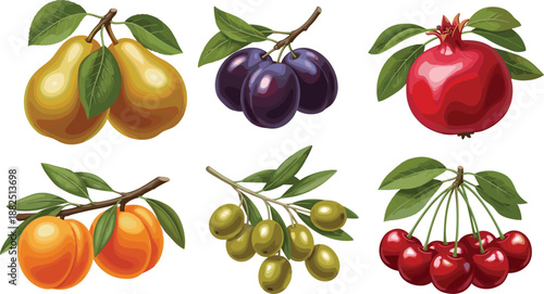 Realistic fruit illustration set featuring pears plums pomegranate apricots olives and cherries, detailed botanical artwork for food design and packaging