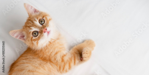 Bilde på lerret Little red kitten lying on a white sheet