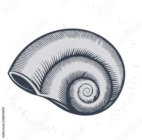 Detailed Engraving of a Gray Sea Shell with Swirling Interior Texture Marine Life