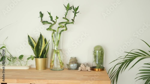 Home plant arrangement on a wooden shelf