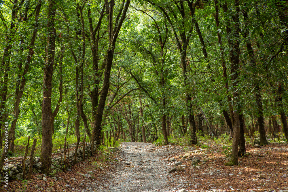 Fototapeta premium Enchanted Forest with Twisted Trees