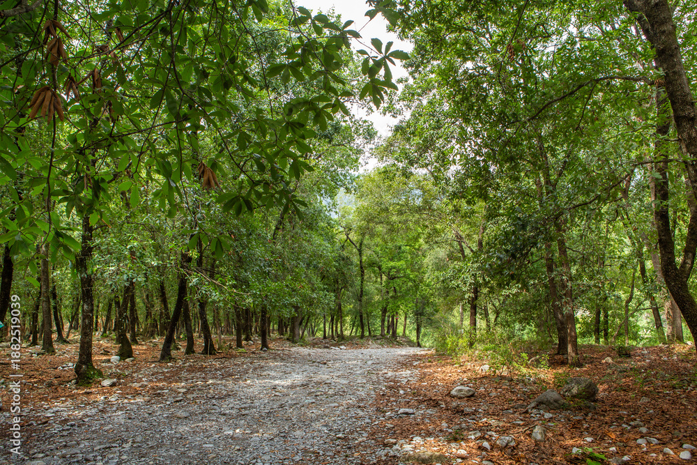 Fototapeta premium Enchanted Forest with Twisted Trees
