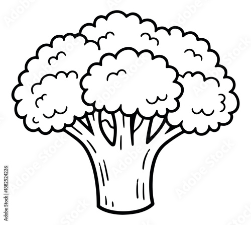 Hand drawn line art illustration of broccoli depicting a fresh vegetable for healthy food and nutrition concepts
