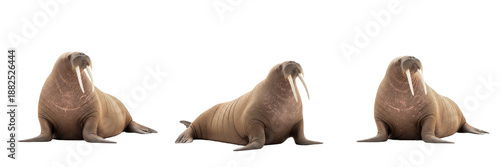 Konstfotografi Walrus Animal Set Showing Three Full Body Poses Isolated on White Background