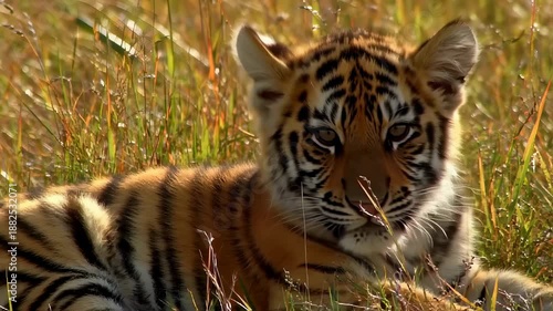 Wallpaper Mural Young Tiger Cub Relaxing in Tall Grass Under Bright Sunlight in Natural Wild Habitat. Seamless looping 4k video background  Torontodigital.ca