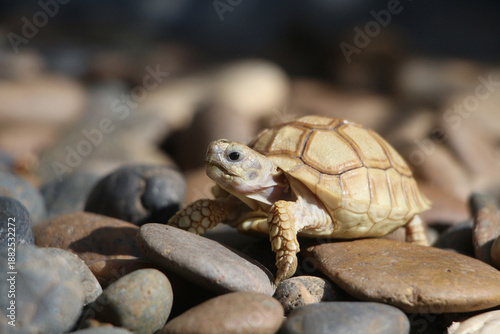 African Sulcata Tortoise Natural Habitat,Close up African spurred tortoise resting, cute animal