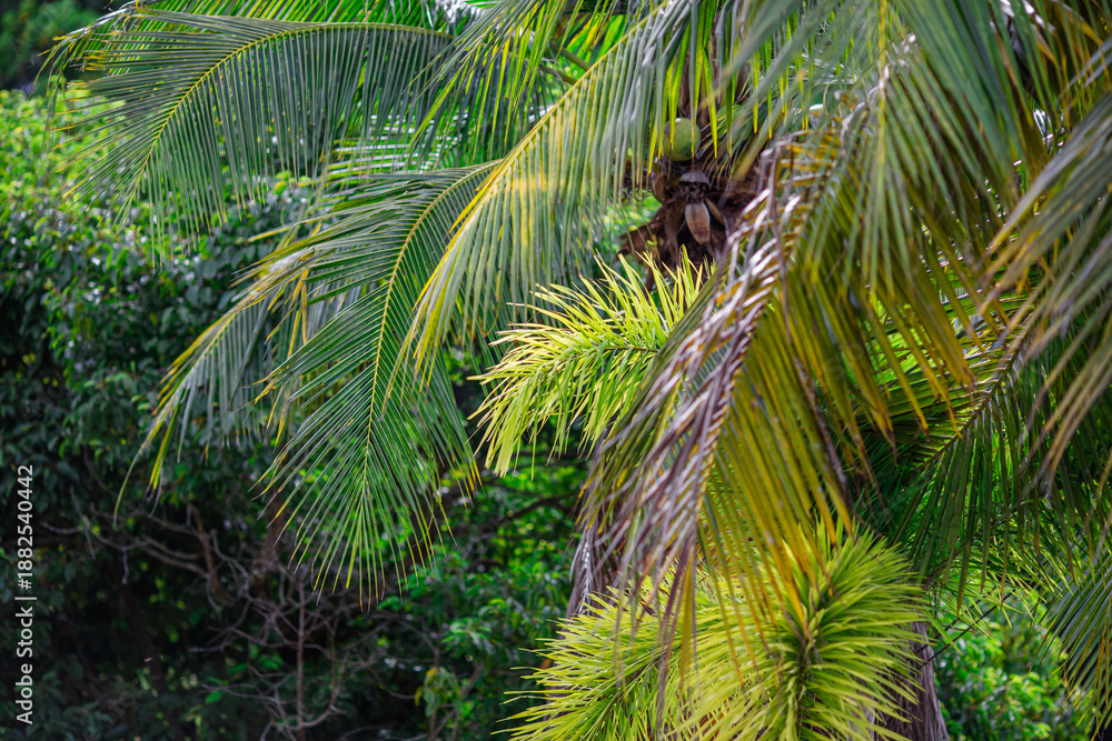 Fototapeta premium The natural backdrop of trees growing along canals, large reservoirs,the sea features many types of trees,including coconut,banana,and betel nut trees, as well as various grasses and weeds commonly.