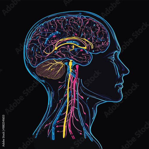 Scientific line art illustration of the human brain's limbic system within a head profile, showing neural pathways for emotion. , vector style simple color