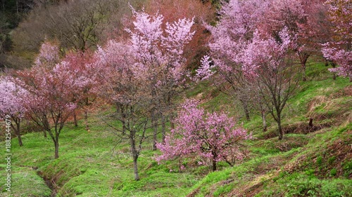福島・会津の棚田桜 08