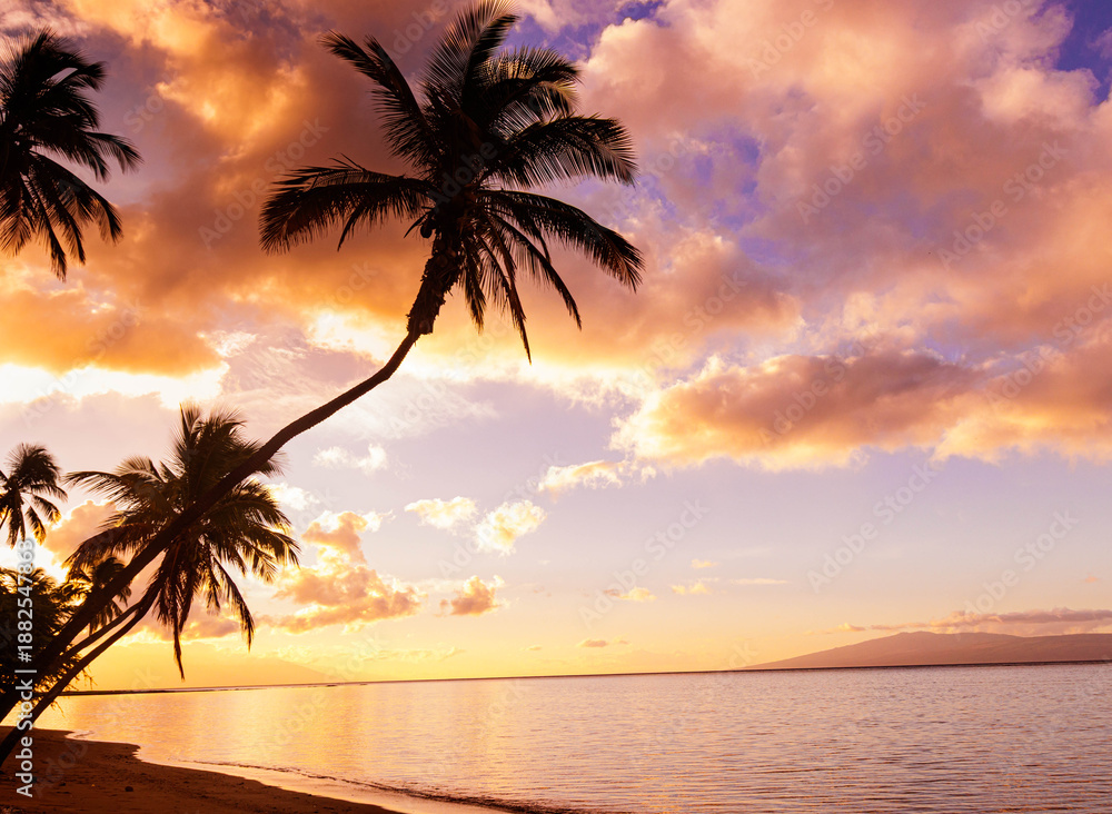 Obraz premium Sunrise on Leaning Palm Tree at One Alii Beach Park With Lanai Across The Kalohi Channel, Molokai, Hawaii, USA