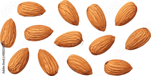 Group of organic raw almond nuts vector illustration isolated on white background for healthy snack food packaging and natural protein diet product design.