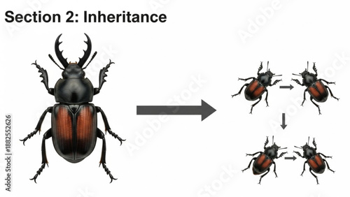 Beetle inheritance evolution stages